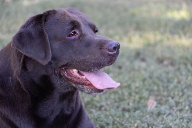 Yeşil çim üzerinde kahverengi çikolata labrador. Büyük bir portre. Dil öne çıktı. Güzel genç Labrador Retriever köpeği yeşil çimlerde poz veriyor. Safkan kahverengi çikolatalı köpeğin güzel portresi.