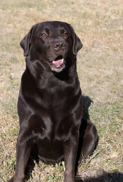 褐色巧克力拉布拉多在绿色的麦芽草上 大肖像 舌头伸出来了 美丽的年轻拉布拉多猎犬躺在绿草上 纯正棕色巧克力狗的美丽肖像 — 图库照片