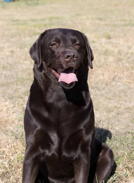 Yeşil çim üzerinde kahverengi çikolata labrador. Büyük bir portre. Dil öne çıktı. Güzel genç Labrador Retriever köpeği yeşil çimlerde poz veriyor. Safkan kahverengi çikolatalı köpeğin güzel portresi.