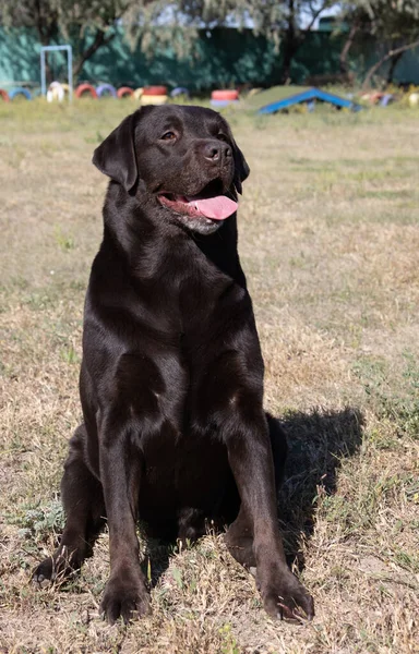 Barna Csokoládé Labrador Madárház Zöld Füvén Nagy Portré Nyelv Kitágult — Stock Fotó