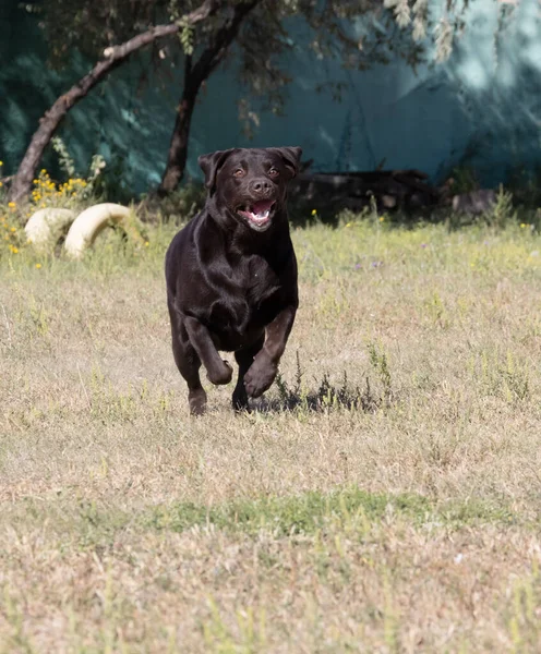 Braune Schoko Labrador Auf Grünem Gras Der Voliere Großes Porträt — Stockfoto