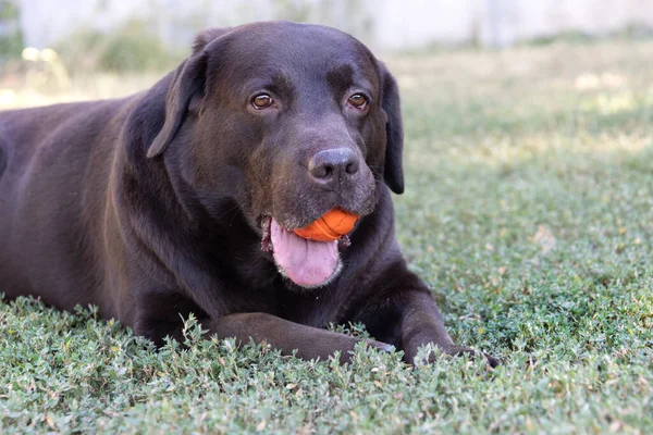 Brown chocolate labrador on green grass of aviary. Large portrait. Tongue stuck out. Beautiful young Labrador Retriever dog posing on green grass. Beautiful portrait of purebred brown chocolate dog