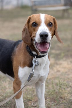 Kulakları çınlayan mutlu bir av köpeği sonbahar yeşil çimlerinde koşar. Aktif av köpeği yaz yürüyüşünün tadını çıkarıyor. Yürüyüş için tasmalı bir köpek. Sevimli bir yetişkin av köpeğinin yakın plan portresi.