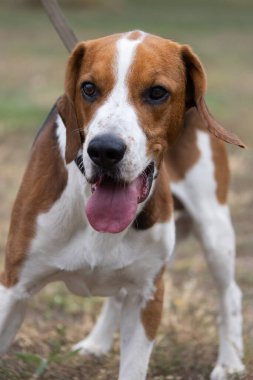 Kulakları çınlayan mutlu bir av köpeği sonbahar yeşil çimlerinde koşar. Aktif av köpeği yaz yürüyüşünün tadını çıkarıyor. Yürüyüş için tasmalı bir köpek. Sevimli bir yetişkin av köpeğinin yakın plan portresi.