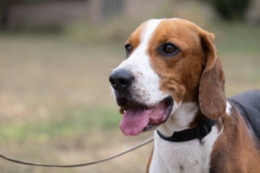 Kulakları çınlayan mutlu bir av köpeği sonbahar yeşil çimlerinde koşar. Aktif av köpeği yaz yürüyüşünün tadını çıkarıyor. Yürüyüş için tasmalı bir köpek. Sevimli bir yetişkin av köpeğinin yakın plan portresi.