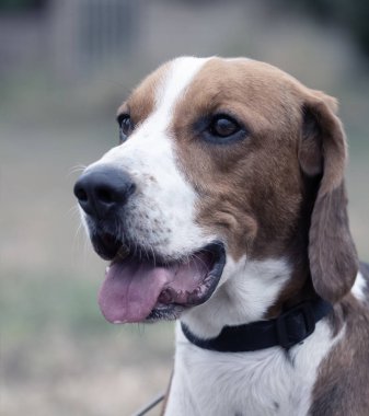 Kulakları çınlayan mutlu bir av köpeği sonbahar yeşil çimlerinde koşar. Aktif av köpeği yaz yürüyüşünün tadını çıkarıyor. Yürüyüş için tasmalı bir köpek. Sevimli bir yetişkin av köpeğinin yakın plan portresi.