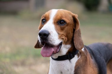 Kulakları çınlayan mutlu bir av köpeği sonbahar yeşil çimlerinde koşar. Aktif av köpeği yaz yürüyüşünün tadını çıkarıyor. Yürüyüş için tasmalı bir köpek. Sevimli bir yetişkin av köpeğinin yakın plan portresi.