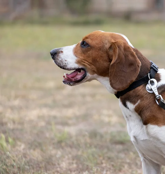 一只长着飞舞的耳朵的快乐的小猎犬穿过秋天的青草 活泼的小猎犬喜欢夏天散步 一条狗拴在皮带上散步 一只可爱的成年小猎犬的特写 — 图库照片