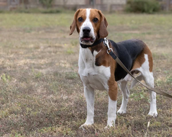 Szczęśliwy Pies Beagle Trzepoczącymi Uszami Biegnie Przez Jesienną Zieloną Trawę — Zdjęcie stockowe