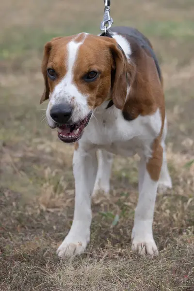 Szczęśliwy Pies Beagle Trzepoczącymi Uszami Biegnie Przez Jesienną Zieloną Trawę — Zdjęcie stockowe