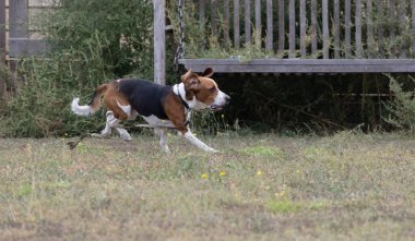 Kulakları çınlayan mutlu bir av köpeği sonbahar yeşil çimlerinde koşar. Aktif av köpeği yaz yürüyüşünün tadını çıkarıyor. Yürüyüş için tasmalı bir köpek. Sevimli bir yetişkin av köpeğinin yakın plan portresi.