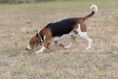 Kulakları çınlayan mutlu bir av köpeği sonbahar yeşil çimlerinde koşar. Aktif av köpeği yaz yürüyüşünün tadını çıkarıyor. Yürüyüş için tasmalı bir köpek. Sevimli bir yetişkin av köpeğinin yakın plan portresi.