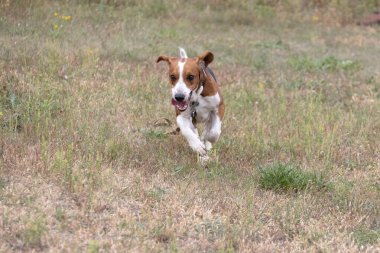 Kulakları çınlayan mutlu bir av köpeği sonbahar yeşil çimlerinde koşar. Aktif av köpeği yaz yürüyüşünün tadını çıkarıyor. Yürüyüş için tasmalı bir köpek. Sevimli bir yetişkin av köpeğinin yakın plan portresi.