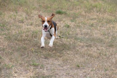 Kulakları çınlayan mutlu bir av köpeği sonbahar yeşil çimlerinde koşar. Aktif av köpeği yaz yürüyüşünün tadını çıkarıyor. Yürüyüş için tasmalı bir köpek. Sevimli bir yetişkin av köpeğinin yakın plan portresi.