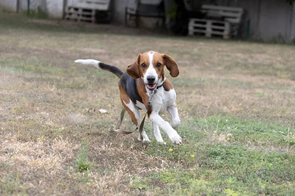 A happy beagle dog with fluttering ears runs through the autumn green grass. Active beagle enjoying a summer walk. A dog on a leash for a walk. Close-up portrait of a cute adult beagle dog