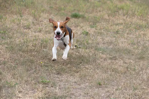 A happy beagle dog with fluttering ears runs through the autumn green grass. Active beagle enjoying a summer walk. A dog on a leash for a walk. Close-up portrait of a cute adult beagle dog