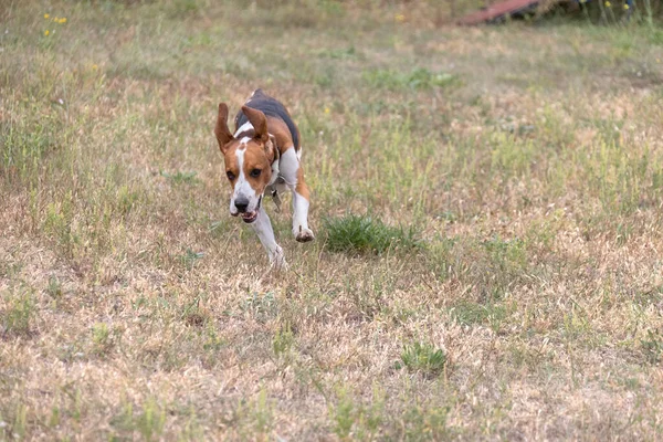 秋の緑の草の中を流れる 耳がふわふわする幸せなビーグル犬 夏の散歩を楽しむアクティブなビーグル 散歩のためのリーシングに犬 かわいい大人のビーグルドッグのクローズアップポートレート — ストック写真