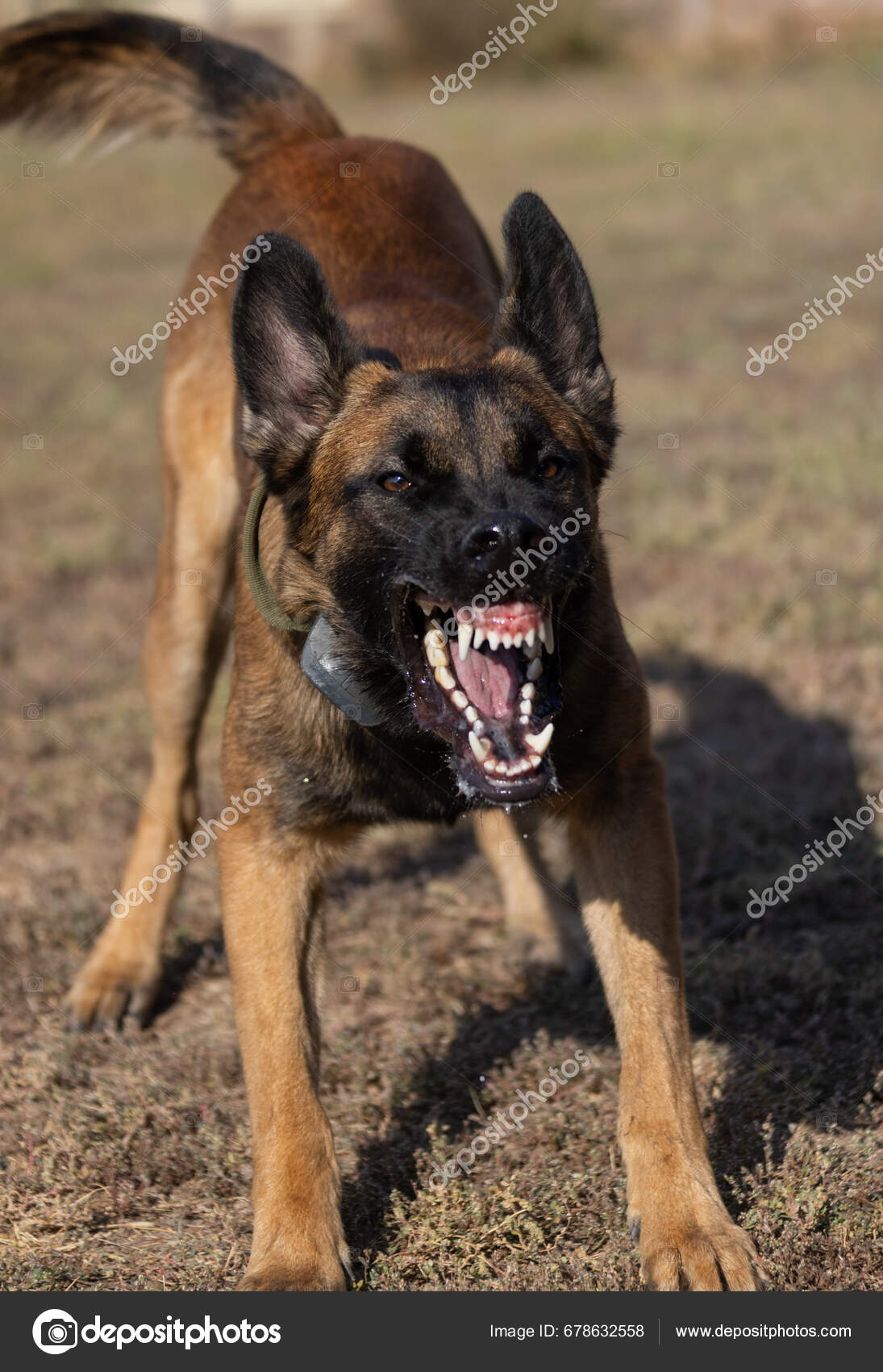 Beautiful Angry Aggressive Dog Belgian Shepherd Malinois Grab Criminal's  Clothes — Stock Photo © ALesik #678632558, image size:1095x1700