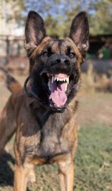 Güzel kızgın saldırgan köpek Belçikalı çoban köpeği Malinois suçlunun kıyafetlerini aldı. Servis köpeği eğitimi. Köpek elbiseleri ısırır. Öfkeli saldırı. Şeytani dişler sırıtıyor. Çalışıyorum, bekçi köpeği. Hizmet eğitimi