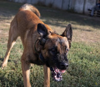 Güzel kızgın saldırgan köpek Belçikalı çoban köpeği Malinois suçlunun kıyafetlerini aldı. Servis köpeği eğitimi. Köpek elbiseleri ısırır. Öfkeli saldırı. Şeytani dişler sırıtıyor. Çalışıyorum, bekçi köpeği. Hizmet eğitimi