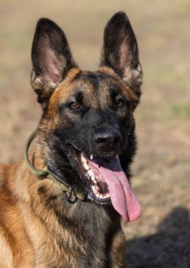 Güzel kızgın saldırgan köpek Belçikalı çoban köpeği Malinois suçlunun kıyafetlerini aldı. Servis köpeği eğitimi. Köpek elbiseleri ısırır. Öfkeli saldırı. Şeytani dişler sırıtıyor. Çalışıyorum, bekçi köpeği. Hizmet eğitimi