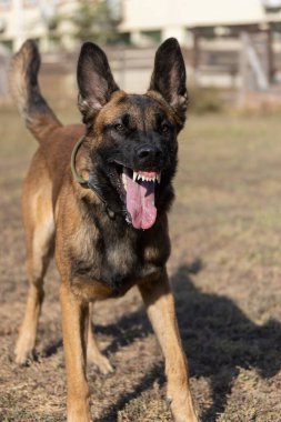 Güzel kızgın saldırgan köpek Belçikalı çoban köpeği Malinois suçlunun kıyafetlerini aldı. Servis köpeği eğitimi. Köpek elbiseleri ısırır. Öfkeli saldırı. Şeytani dişler sırıtıyor. Çalışıyorum, bekçi köpeği. Hizmet eğitimi