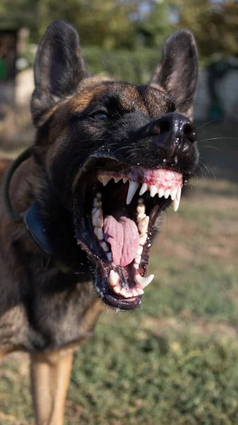 Beautiful angry Aggressive dog Belgian Shepherd Malinois grab criminal\'s clothes. Service dog training. Dog bites clothes. Angry attack. Evil teeth in grin. Working, Guard dog. Service training