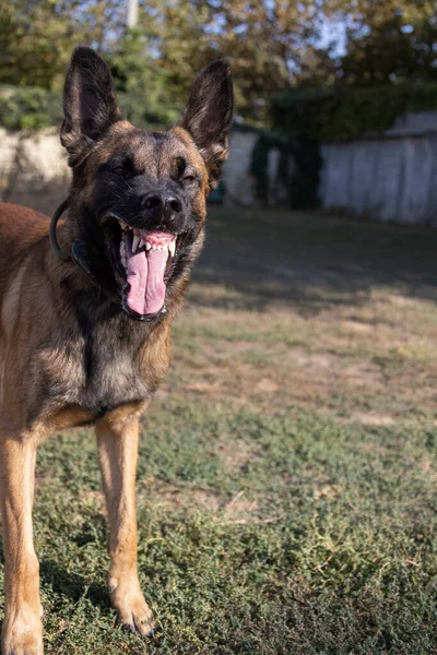 Beautiful angry Aggressive dog Belgian Shepherd Malinois grab criminal\'s clothes. Service dog training. Dog bites clothes. Angry attack. Evil teeth in grin. Working, Guard dog. Service training