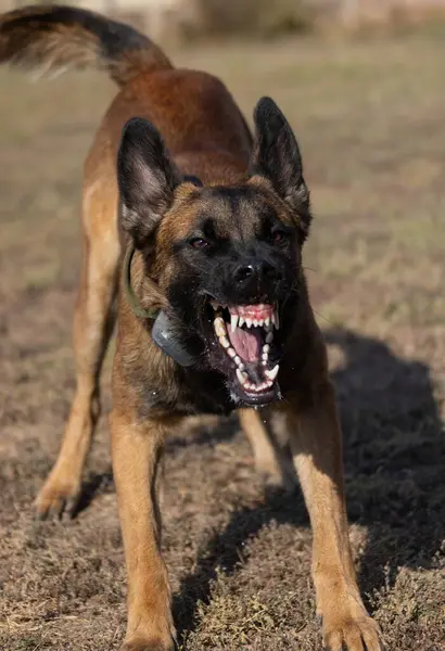 Beautiful angry Aggressive dog Belgian Shepherd Malinois grab criminal's clothes. Service dog training. Dog bites clothes. Angry attack. Evil teeth in grin. Working, Guard dog. Service training