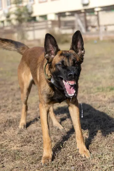 美しい怒っている攻撃的な犬ベルギーのシェパード マリノイは犯罪者の服をつかむ サービスドッグトレーニング 犬は服を噛んでいる 怒った攻撃 邪悪な歯が笑っている 働いてる ガード犬 サービストレーニング — ストック写真
