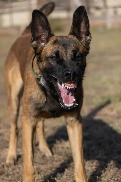 Schöne Wütende Aggressive Hund Belgischen Schäferhund Malinois Schnappen Kriminelle Kleidung — Stockfoto
