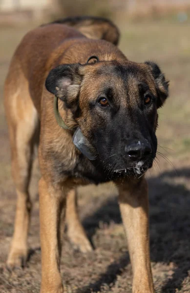 Mooie Boze Agressieve Hond Belgian Shepherd Malinois Grijpt Criminele Kleren — Stockfoto