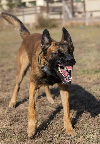 美しい怒っている攻撃的な犬ベルギーのシェパード マリノイは犯罪者の服をつかむ サービスドッグトレーニング 犬は服を噛んでいる 怒った攻撃 邪悪な歯が笑っている 働いてる ガード犬 サービストレーニング ストック写真