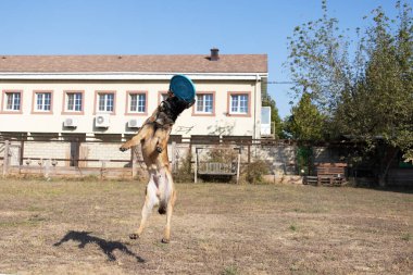 Belçikalı Çoban Malinois parkta koşup oynuyor. Mutlu Malinois çoban köpekleri aktif bir yürüyüşe çıktı. Köpek diskten sonra zıplar, atlama levhası.