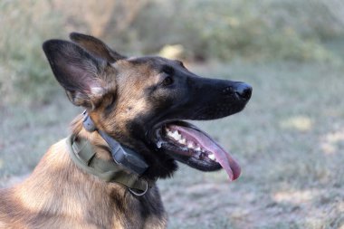 Güzel bir Belçika Malinois köpeğinin yakın plan portresi. Yürüyüşe çıkmış mutlu bir köpeğin etkileyici yüzü.