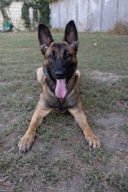 Güzel bir Belçika Malinois köpeğinin yakın plan portresi. Yürüyüşe çıkmış mutlu bir köpeğin etkileyici yüzü.