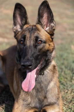 Güzel bir Belçika Malinois köpeğinin yakın plan portresi. Yürüyüşe çıkmış mutlu bir köpeğin etkileyici yüzü.