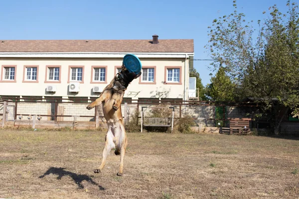 Der Belgische Schäferhund Malinois Rennt Und Spielt Park Happy Malinois — Stockfoto