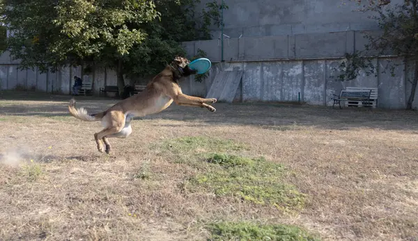 Der Belgische Schäferhund Malinois Rennt Und Spielt Park Happy Malinois — Stockfoto