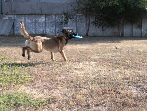 ベルギーのシェパード マリノイ州が公園で演奏している アクティブな散歩でハッピーマリノイシェパード犬 犬はディスクの後でジャンプし プレートをジャンプ — ストック写真