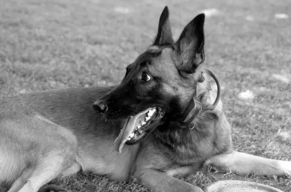 Retrato Primer Plano Hermoso Perro Belga Cara Expresiva Perro Feliz —  Fotos de Stock
