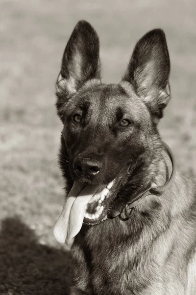 Портрет Крупным Планом Прекрасной Бельгийской Собаки Малинуа Выразительное Лицо Умной — стоковое фото