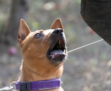 Tayland sırtlı köpek yavrusu. Red Thai Ridge Dog - Tayland 'ın eski yerel köpeği, kısa saçlı, orta boylu, üçgen kulaklı. Siyah burun ucu, kama şeklinde, ince kuyruk. Rodezya sırt köpeği