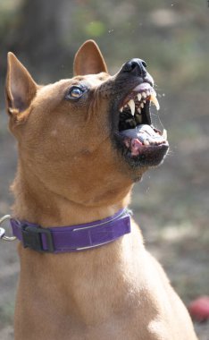 Tayland sırtlı köpek yavrusu. Red Thai Ridge Dog - Tayland 'ın eski yerel köpeği, kısa saçlı, orta boylu, üçgen kulaklı. Siyah burun ucu, kama şeklinde, ince kuyruk. Rodezya sırt köpeği