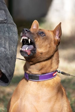 Tayland sırtlı köpek yavrusu. Red Thai Ridge Dog - Tayland 'ın eski yerel köpeği, kısa saçlı, orta boylu, üçgen kulaklı. Siyah burun ucu, kama şeklinde, ince kuyruk. Rodezya sırt köpeği