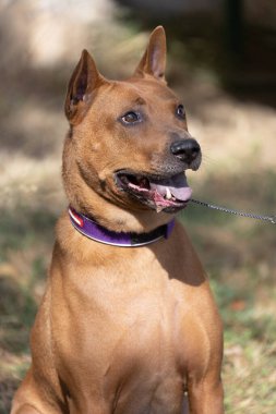 Tayland sırtlı köpek yavrusu. Red Thai Ridge Dog - Tayland 'ın eski yerel köpeği, kısa saçlı, orta boylu, üçgen kulaklı. Siyah burun ucu, kama şeklinde, ince kuyruk. Rodezya sırt köpeği