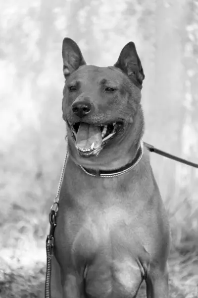 Thai Ridgeback Valp Red Thai Ridge Dog Antik Lokal Hund — Stockfoto