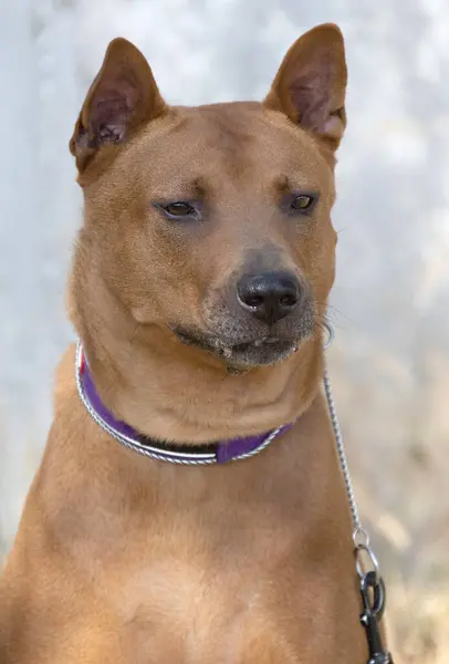 Thai Ridgeback Welpe Red Thai Ridge Dog Uralter Lokaler Hund — Stockfoto