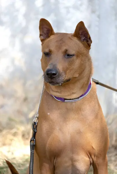 Tajski Szczeniak Ridgeback Red Thai Ridge Dog Starożytny Pies Miejscowy — Zdjęcie stockowe
