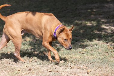 Tayland sırtlı köpek yavrusu. Red Thai Ridge Dog - Tayland 'ın eski yerel köpeği, kısa saçlı, orta boylu, üçgen kulaklı. Siyah burun ucu, kama şeklinde, ince kuyruk. Rodezya sırt köpeği